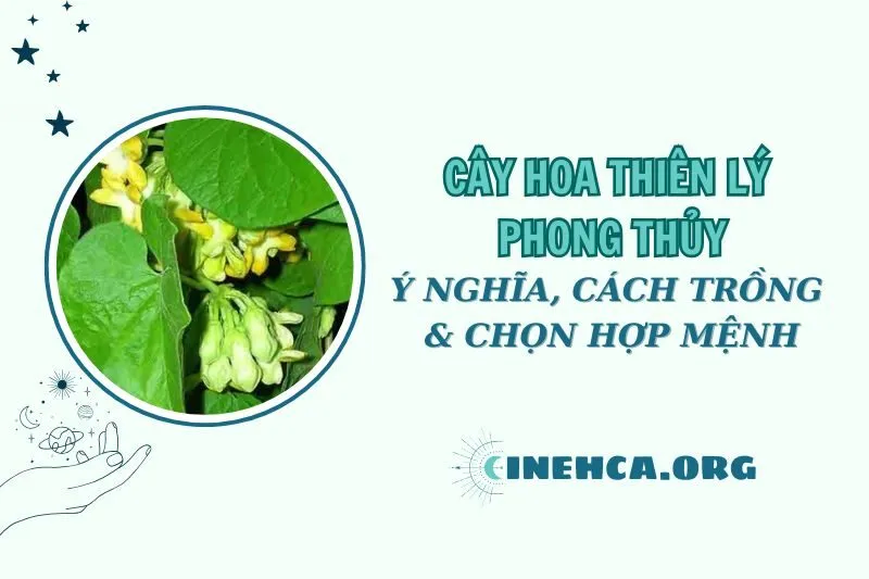 Cây hoa thiên lý phong thủy: Ý nghĩa, công dụng và cách chăm 2025