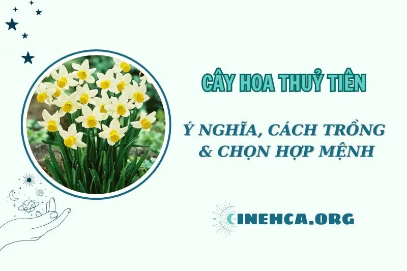 Cây hoa thủy tiên phong thủy: Ý nghĩa và Cách trồng năm 2025
