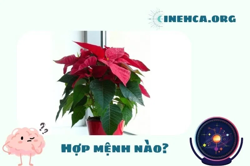 Cây hoa trạng nguyên phong thủy hợp mệnh nào?