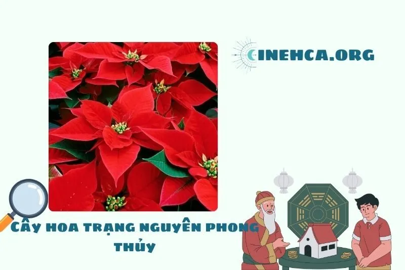 Cây hoa trạng nguyên là cây gì? Ý nghĩa phong thủy và công dụng