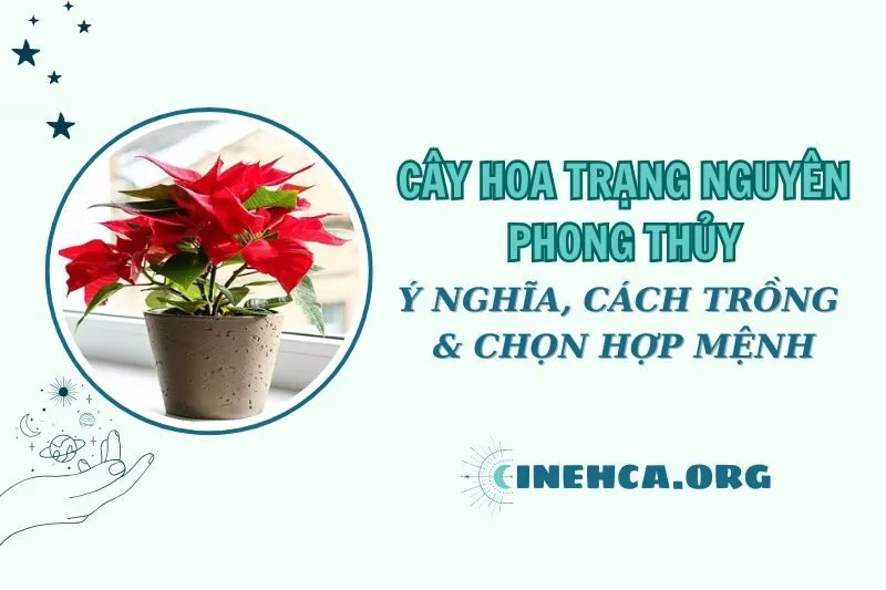 Cây hoa trạng nguyên phong thủy: Ý nghĩa, chăm sóc và chọn hợp mệnh 2025