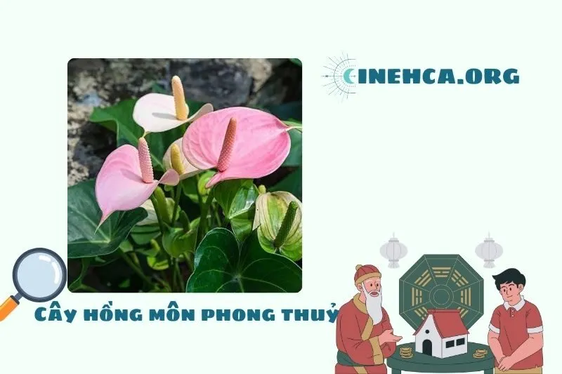 Cây hồng môn là cây gì? Ý nghĩa phong thủy và công dụng