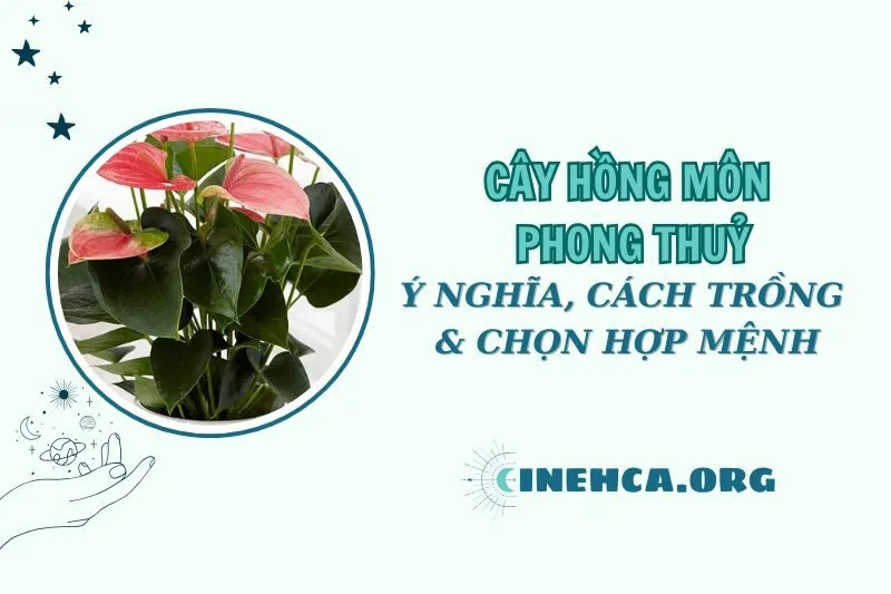 Cây hồng môn phong thủy: Ý nghĩa và cách trồng đúng chuẩn 2025