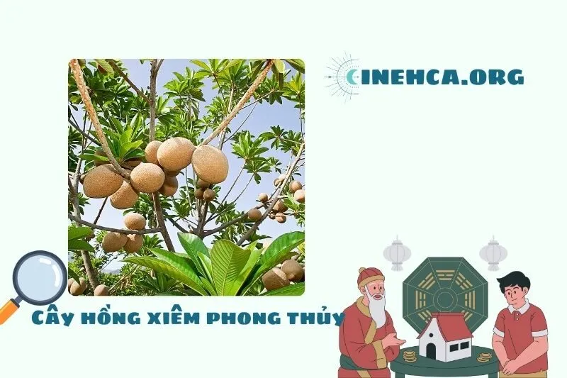 Lợi ích khi trồng cây hồng xiêm phong thủy trước nhà