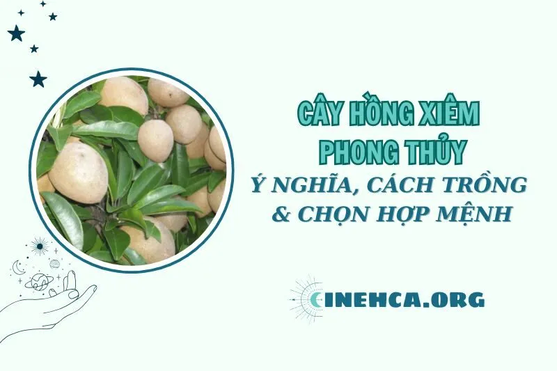 Cây hồng xiêm phong thủy: Lợi ích, cách trồng và chăm sóc 2025