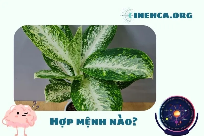 Tuổi hợp với cây huy hoàng