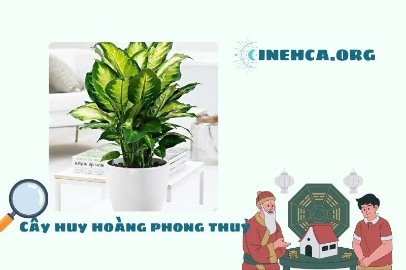 Cây huy hoàng là cây gì?