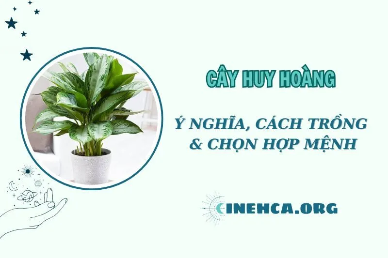 Cây huy hoàng phong thuỷ: Ý nghĩa và cách chăm sóc, chọn hợp mệnh 2025