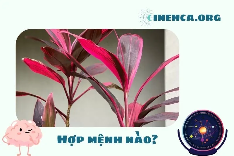 Chọn cây huyết dụ phù hợp với mệnh gia chủ