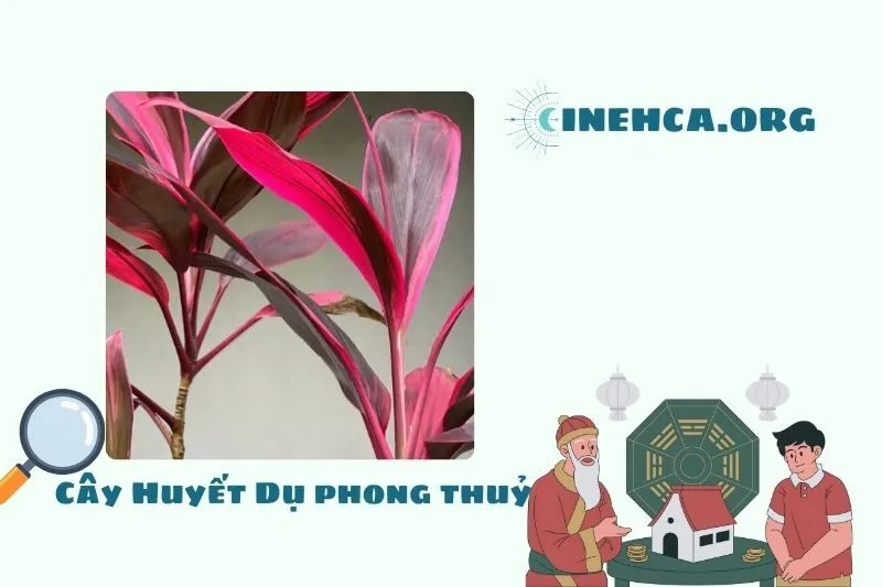 Cây huyết dụ là cây gì?