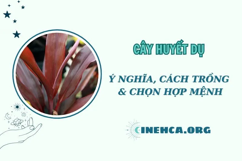 Cây Huyết Dụ Phong Thủy: Ý Nghĩa và Công Dụng Hợp Mệnh 2025