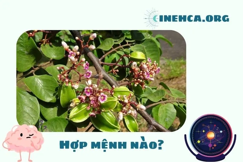 Cây khế phong thủy hợp mệnh nào?