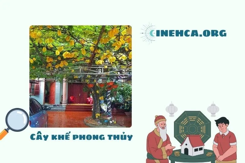 Đặc điểm và ý nghĩa của cây khế phong thủy