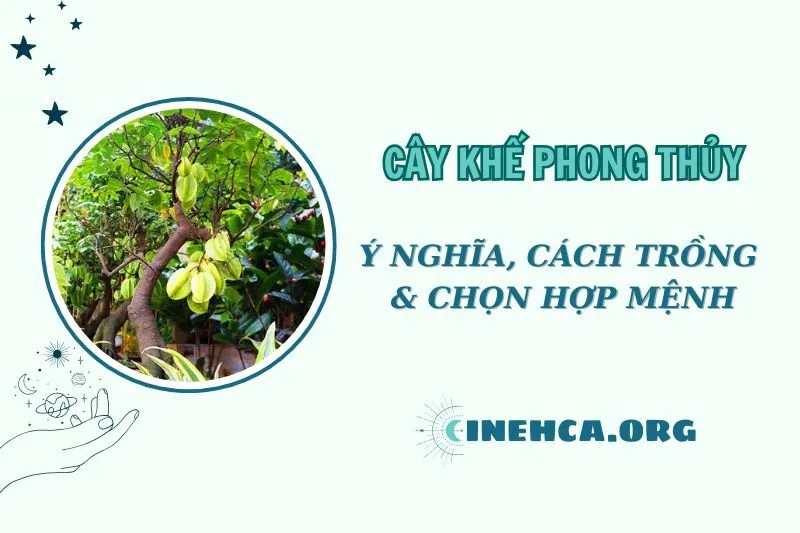 Cây khế phong thủy 2025: Ý nghĩa, cách trồng và chăm sóc hiệu quả