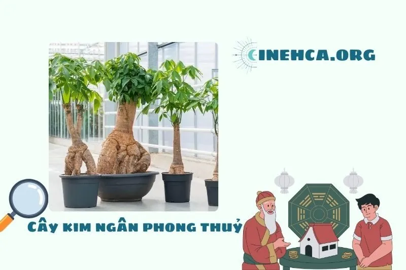 Cây kim ngân phong thuỷ là gì? Ý nghĩa và công dụng