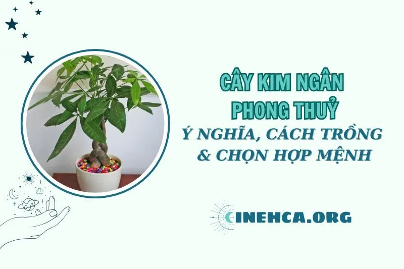 Cây kim ngân phong thuỷ: Ý nghĩa và cách chăm sóc 2025