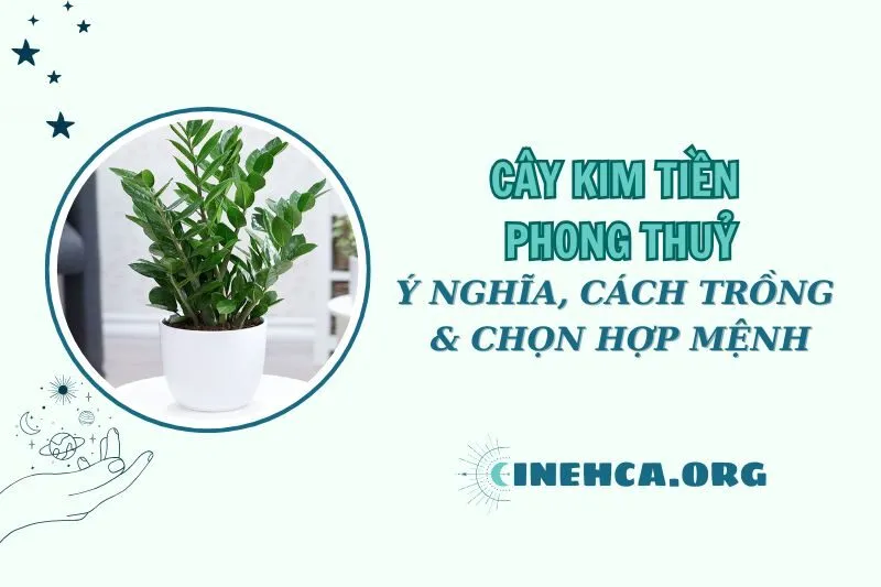 Cây kim tiền phong thuỷ 2025: Ý nghĩa, cách trồng, hợp mệnh nào