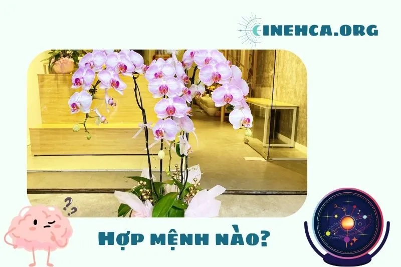 Cách chọn cây lan hồ điệp hợp phong thủy