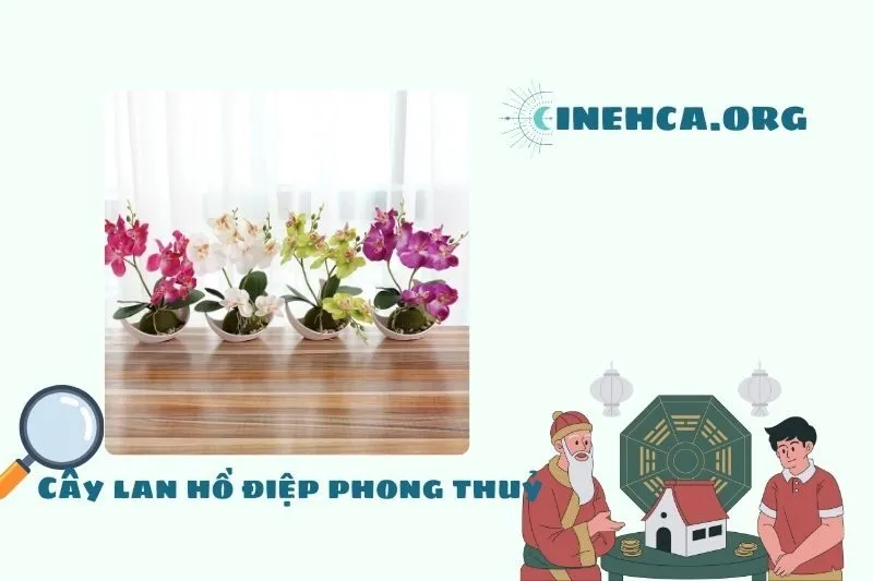 Cây lan hồ điệp: Nguồn gốc, đặc điểm sinh học và ý nghĩa