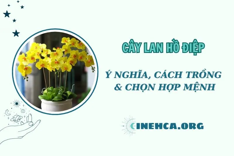 Khám phá cây lan hồ điệp phong thủy 2025: Ý nghĩa và cách đặt