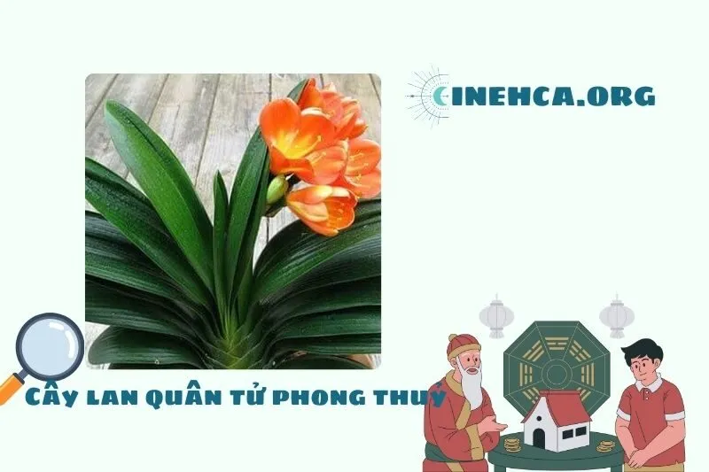 Cây lan quân tử: Khái niệm, Ý nghĩa phong thủy và công dụng