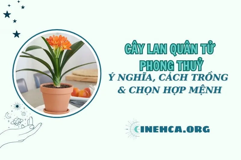 Cây lan quân tử phong thủy: Ý nghĩa, cách trồng và hợp mệnh nào 2025
