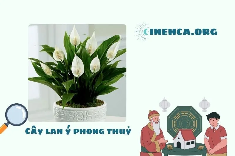 Cây Lan Ý Phong Thuỷ là gì? Ý nghĩa và công dụng