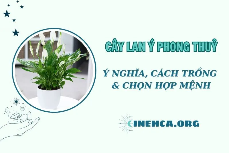 Cây Lan Ý Phong Thuỷ: Ý Nghĩa, Cách Trồng và Chăm Sóc 2025