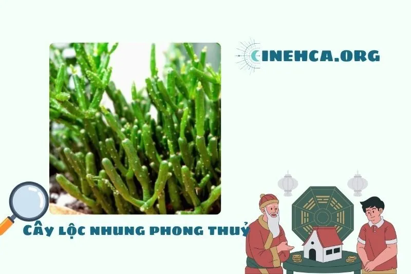 Cây lộc nhung là cây gì?