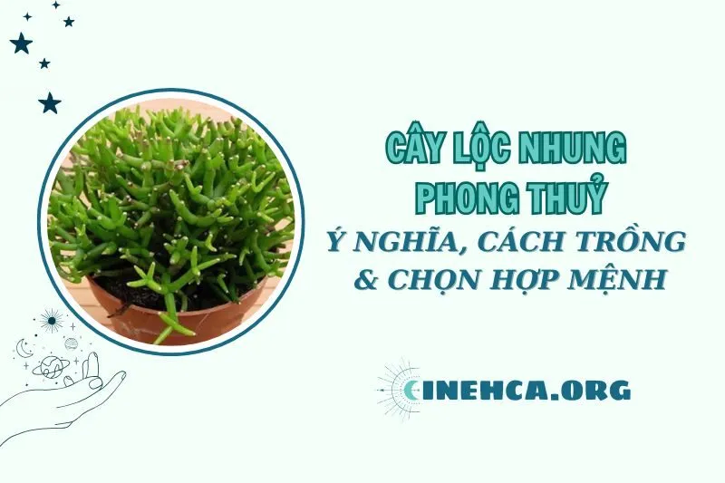 Khám phá ý nghĩa và cách chăm sóc cây lộc nhung phong thủy 2025