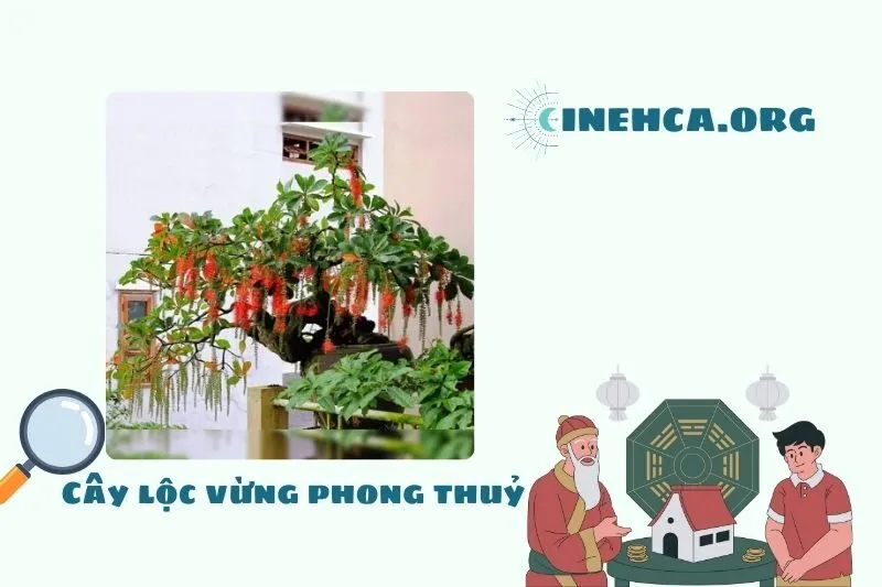 Khái niệm Cây lộc vừng, Đặc điểm, Ý nghĩa phong thủy và Công dụng