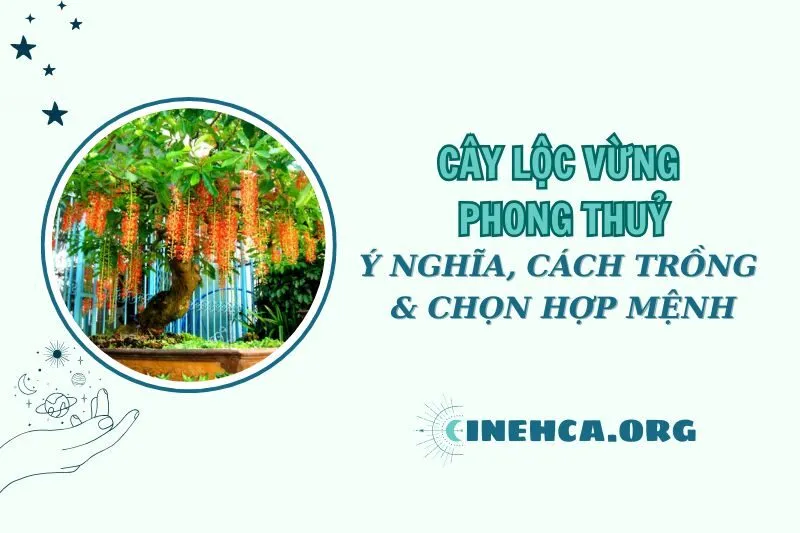 Cây lộc vừng phong thuỷ 2025: Ý nghĩa, cách trồng, chăm sóc và chọn hợp mệnh