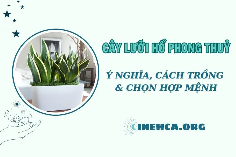 Cây lưỡi hổ phong thủy: Bí mật phong thủy mang tài lộc và bình an 2025