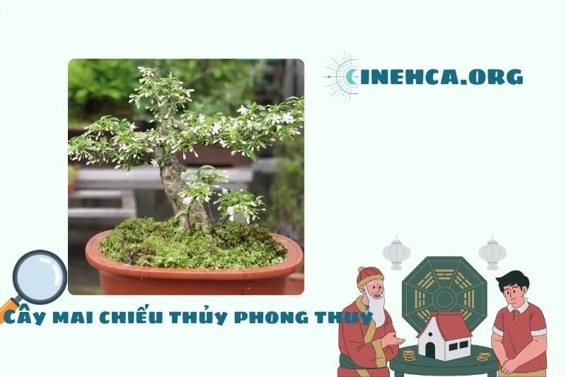 Cây mai chiếu thủy là cây gì? Ý nghĩa phong thủy và công dụng