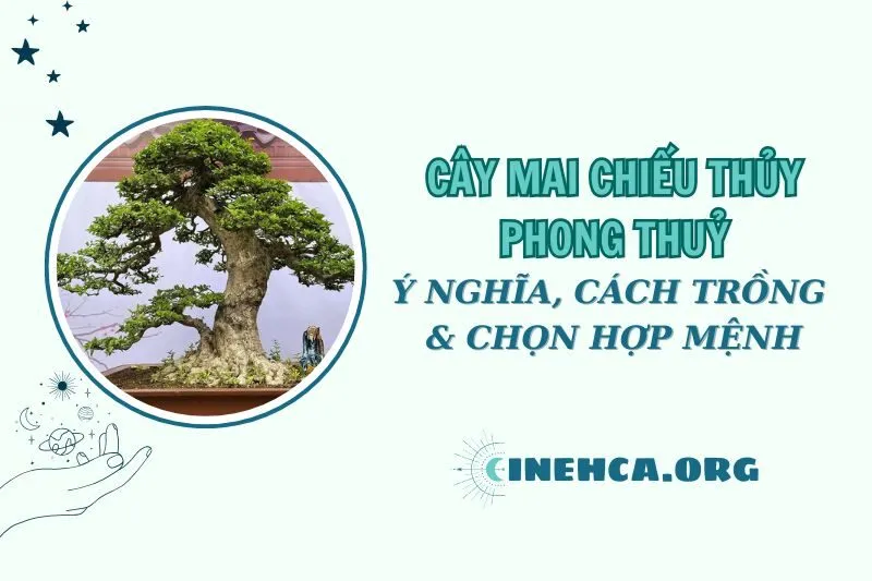 Cây mai chiếu thủy phong thủy: Ý nghĩa, cách chăm sóc, chọn mệnh 2025