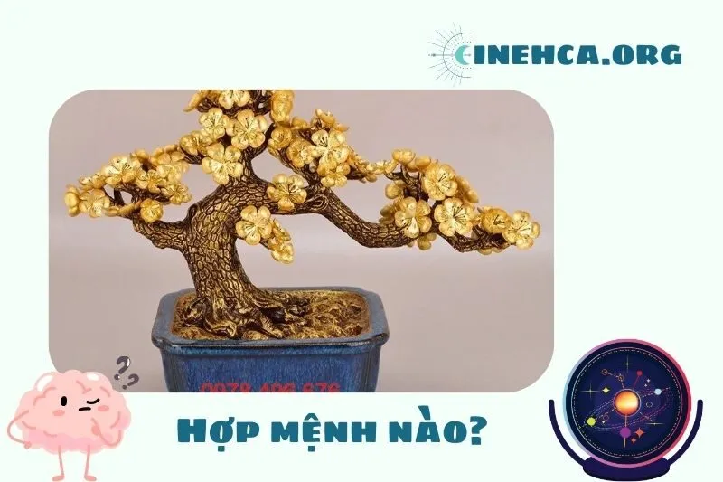 Cây mai vàng phong thủy hợp mệnh nào?