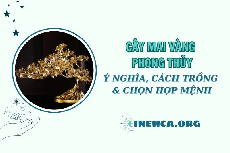 Cây mai vàng phong thủy 2025: Ý nghĩa, cách trồng và chăm sóc