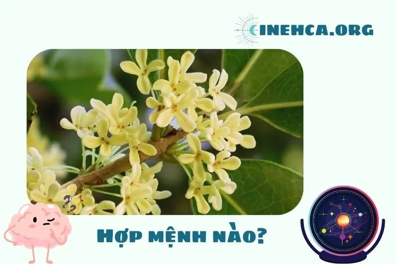 Cây mộc hương hợp mệnh nào trong phong thủy?