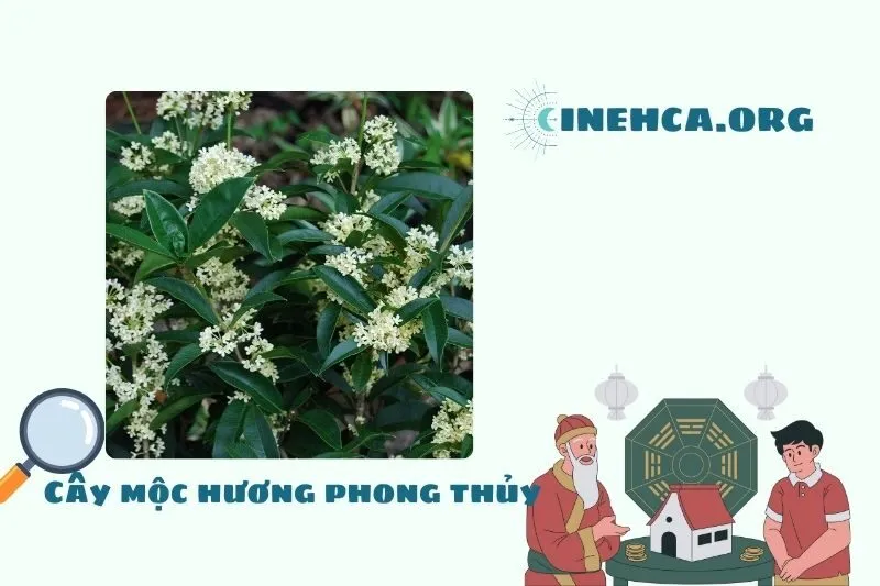 Cây mộc hương là cây gì?