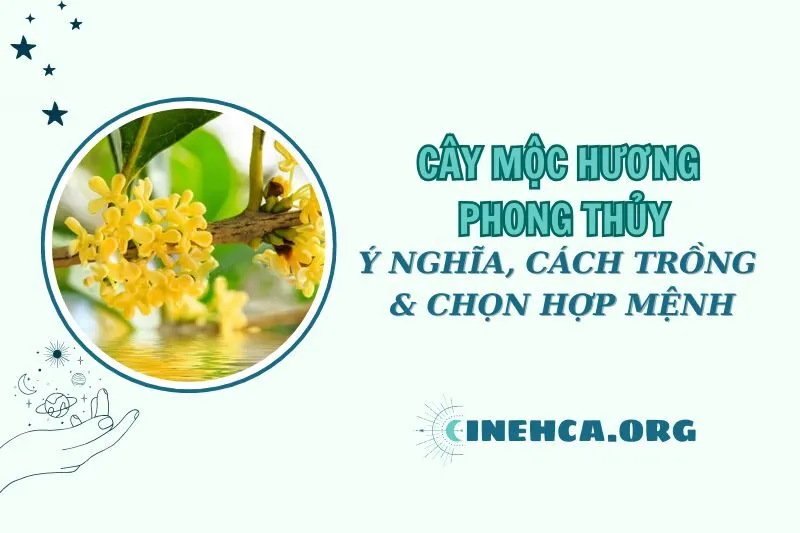 Cây mộc hương phong thủy: Ý nghĩa, cách trồng và chọn hợp mệnh 2025