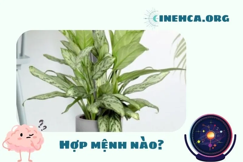 Cách Chọn Cây Ngân Hậu Hợp Mệnh