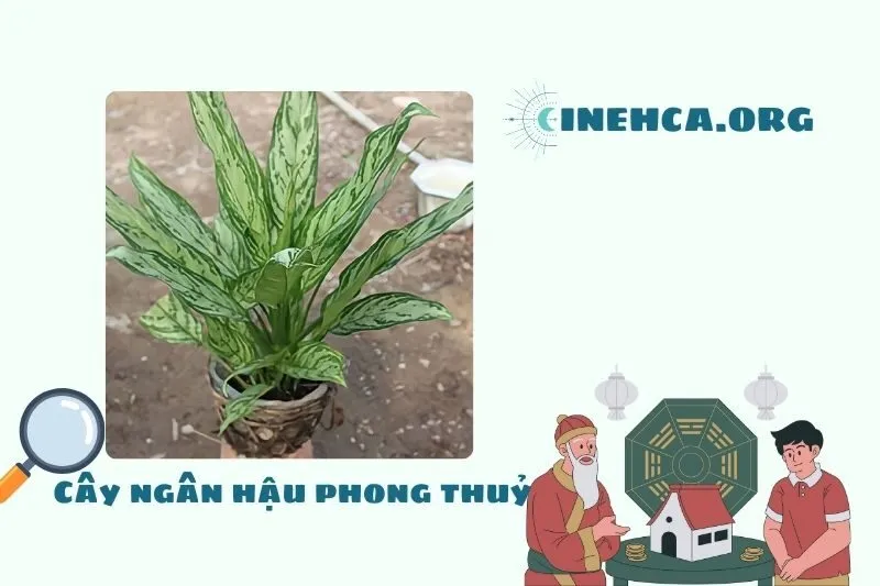 Cây Ngân Hậu Là Cây Gì?