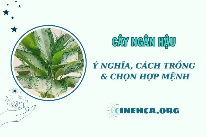 Cây Ngân Hậu Phong Thủy: Ý Nghĩa, Cách Chăm Sóc và Hợp Mệnh 2025