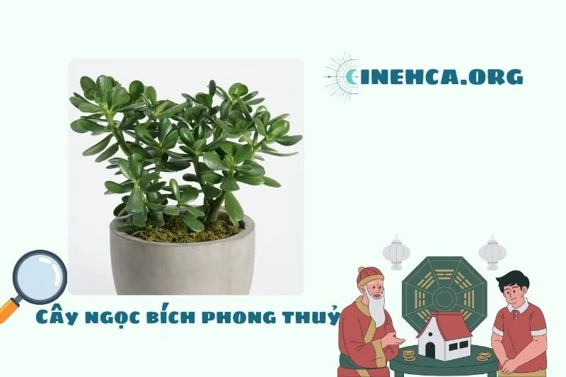Cây ngọc bích phong thủy là gì? Ý nghĩa và công dụng