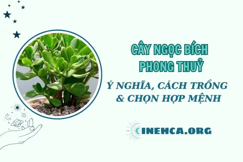 Cây ngọc bích phong thủy 2025: Ý nghĩa, cách trồng và chăm sóc