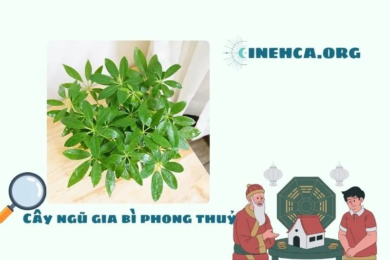 Cây ngũ gia bì là gì? Ý nghĩa phong thủy và công dụng