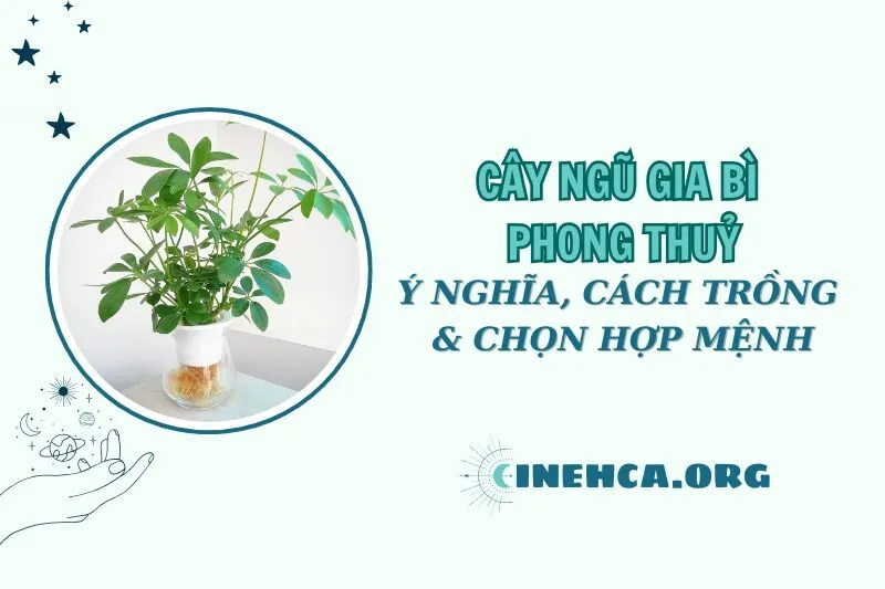 Cây ngũ gia bì phong thủy 2025: Ý nghĩa, cách trồng, chăm sóc và chọn hợp mệnh