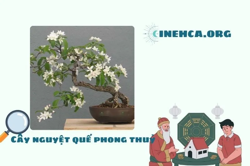 Cây nguyệt quế là cây gì? Ý nghĩa phong thủy