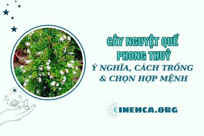 Cây nguyệt quế phong thủy: Ý nghĩa, cách trồng và chăm sóc 2025