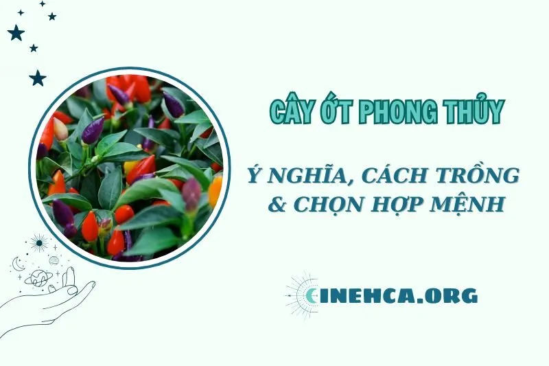 Cây ớt phong thủy: Ý nghĩa và cách trồng hợp mệnh 2025